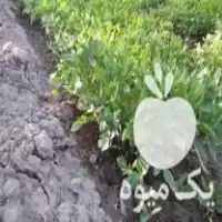 خرید نهال گوجه محلی پیس و فلفل در بسطام در گروه خرید و فروش نشا در یکمیوه