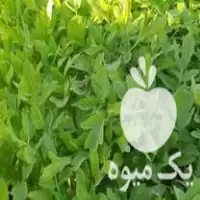 نشاء  گوجه  بادمجان  فلفل در بوئین زهرا در گروه خرید و فروش نشا در یکمیوه