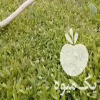 فروش نشا گوجه بادمجان فلفل در قزوین در گروه خرید و فروش نشا در یکمیوه