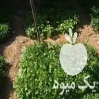 فروش نهال گوجه بادمجان و فلفل در بوئین زهرا در گروه خرید و فروش نشا در یکمیوه