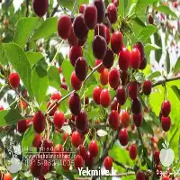 قیمت خرید نهال آلبالواردی در خراسان رضوی در گروه خرید و فروش نهال میوه در یکمیوه