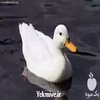 آموزش تخصصی پرورش اردک با مدرک در تهران در گروه دوره آموزش کشاورزی در یکمیوه