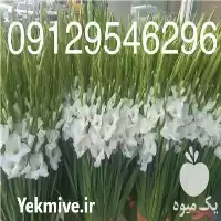 قیمت خرید گل گلایل در گروه خرید و فروش گیاهان زینتی در یکمیوه