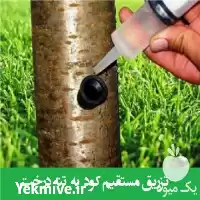 مشاوره تخصصی کشاورزی و باغبانی در تهران در گروه مشاوره گیاه پزشکی در یکمیوه