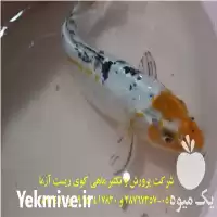 خرید عمده ماهی کوی باله بلند در مشهد در گروه خرید و فروش ماهی کوی در یکمیوه