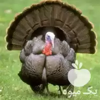 قیمت خرید جوجه بوقلمون در گروه مرغ و خروس و بوقلمون و اردک قو قاز در یکمیوه