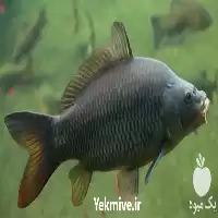 قیمت خرید پرورش بچه ماهی کپور در گروه خرید و فروش بچه ماهی در یکمیوه