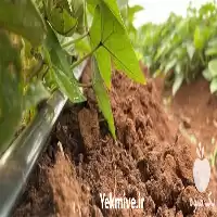 تولید نوار تیپ با کیفیت در گروه خرید و فروش نوار تیپ در یکمیوه