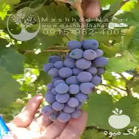فروش نهال انگور طعم آناناس در گروه خرید و فروش نهال انگور در یکمیوه