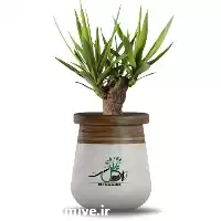 فروش گیاه یوکا تنه دار در کرج در گروه خرید و فروش گیاهان زینتی در یکمیوه