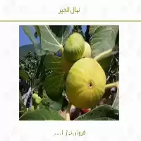 قیمت خرید نهال انجیر در اصفهان در گروه خرید و فروش نهال در یکمیوه