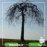 خرید نهال زرد آلو مجنون در گروه خرید و فروش نهال در یکمیوه