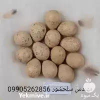 قیمت خرید تخم کبک خوراکی در آذربایجان شرقی در گروه انواع تخم ها در یکمیوه