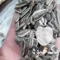 تخمه دورسفید آفتابگردان مشابه چینی خام بار امساله در تهران در گروه خرید و فروش انواع تخمه در یکمیوه