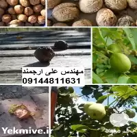 فروش نهال گردو کاغذی در گروه خرید و فروش نهال گردو در یکمیوه