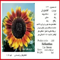 خرید بذر گل آفتابگردان زینتی خارجی در گروه خرید و فروش بذر گل در یکمیوه
