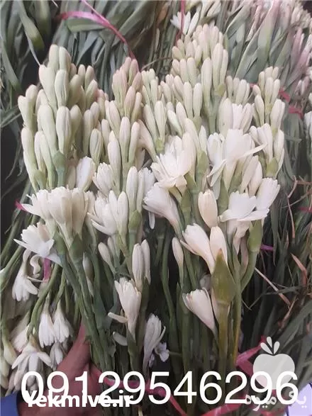 گل مریم در گروه خرید و فروش گیاهان زینتی در یکمیوه -عکس1