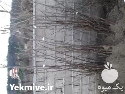 قیمت خرید درخت انجیر سیاه گلدانی در ساری در گروه خرید و فروش نهال در یکمیوه -عکس1