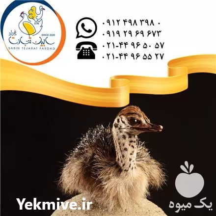 فروش جوجه شترمرغ یکماهه در تهران در گروه مرغ و خروس و بوقلمون و اردک قو قاز در یکمیوه -عکس1