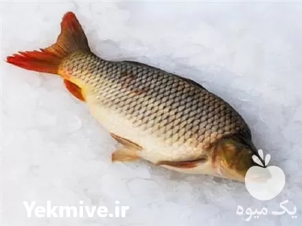 بچه ماهی کپور بچه ماهی آمور در ارومیه در گروه خرید و فروش بچه ماهی در یکمیوه -عکس1