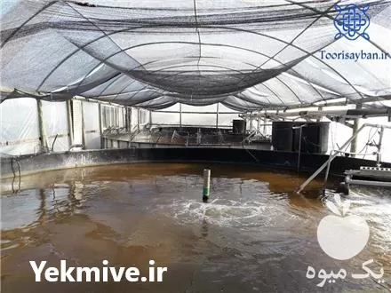 خرید توری سایبان استخر و اماکن در بابل  در گروه خرید و فروش توری گلخانه در یکمیوه -عکس1