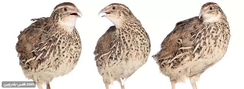 تا صد دوره آموزشی پرورش بلدرچین در گروه دوره آموزش کشاورزی در یکمیوه -عکس1