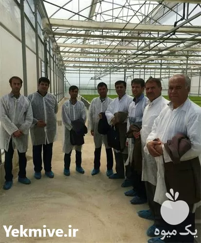 دوره آموزشی کشت علوفه هیدروپونیک در گروه دوره آموزش کشاورزی در یکمیوه -عکس1