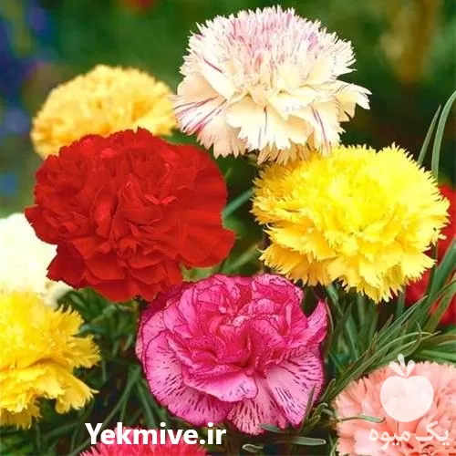 قیمت خرید بذر گل میخک در تهران در گروه خرید و فروش بذر گل در یکمیوه -عکس1