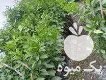 نهال گیلاس و نارنگی ژاپنی تامسون در قائم شهر در گروه خرید و فروش نهال در یکمیوه -عکس1