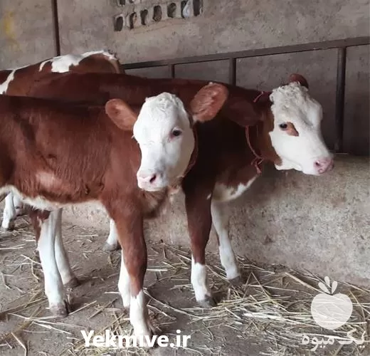 قیمت خرید گوساله سیمینتال در همدان در گروه گاو و گوسفند و میش و بز کهره گوساله در یکمیوه -عکس1