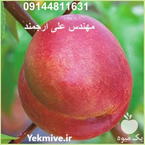 قیمت خرید نهال شلیل با کیفیت در گروه خرید و فروش نهالستان در یکمیوه -عکس1