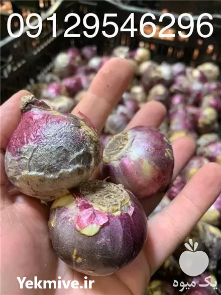 انواع پیاز گل با قیمت مناسب در گروه خرید و فروش گیاهان زینتی در یکمیوه -عکس1