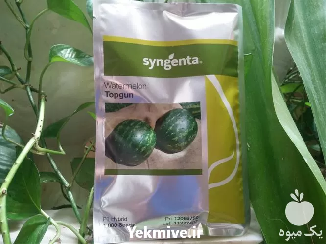 فروش و عرضه بذر هندوانه تاپگان در کرمان  در گروه خرید و فروش بذر هندوانه در یکمیوه -عکس1