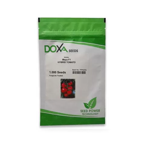 بذر گوجه فرنگی پرگل گلخانه ای در قم در گروه خرید و فروش بذر گوجه در یکمیوه -عکس1