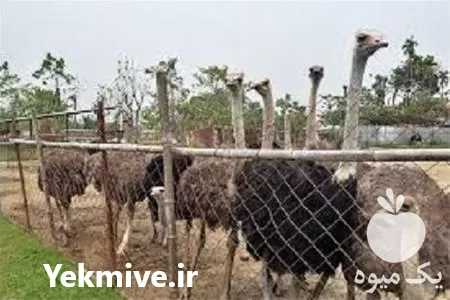 آموزش پرورش شترمرغ به صورت کامل در تهران در گروه دوره آموزش کشاورزی در یکمیوه -عکس1