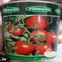 بذر گوجه فرنگی ویلمورین اصل شرکتی در بوشهر در گروه خرید و فروش بذر گوجه در یکمیوه
