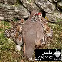 فروش جوجه کبک در کرمان  در گروه مرغ و خروس و بوقلمون و اردک قو قاز در یکمیوه