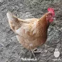 تا صد آموزش پرورش مرغ بومی در تهران در گروه دوره آموزش کشاورزی در یکمیوه