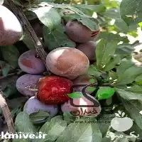 قیمت خرید انواع نهال آلو در گروه خرید و فروش نهال در یکمیوه