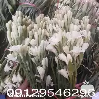 گل مریم در گروه خرید و فروش گیاهان زینتی در یکمیوه