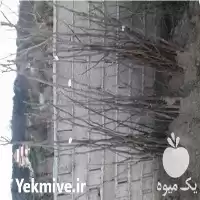 قیمت خرید درخت انجیر سیاه گلدانی در ساری در گروه خرید و فروش نهال در یکمیوه