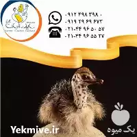 فروش جوجه شترمرغ یکماهه در تهران در گروه مرغ و خروس و بوقلمون و اردک قو قاز در یکمیوه