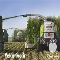 فروش سیلو ذرت علوفه ذرت در دزفول در گروه خوراک دام و طیور در یکمیوه