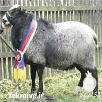 فروش گوسفند رومانوف در اصفهان در گروه گاو و گوسفند و میش و بز کهره گوساله در یکمیوه