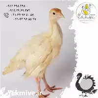 آگهی مشابه خرید جوجه یک روزه یکماهه بوقلمون در تهران در گروه مرغ و خروس و بوقلمون و اردک قو قاز در یکمیوه