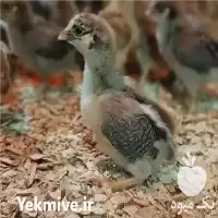 مستقیم و بدون واسطه پوشال برای مرغداری در گروه تجهیزات مرغداری در یکمیوه