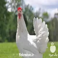پرورش مرغ گوشتی با مدرک معتبر در تهران در گروه دوره آموزش کشاورزی در یکمیوه