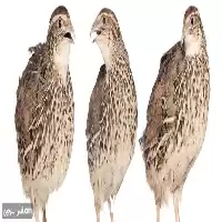 تا صد دوره آموزشی پرورش بلدرچین در گروه دوره آموزش کشاورزی در یکمیوه