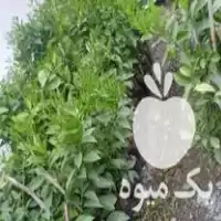 نهال گیلاس و نارنگی ژاپنی تامسون در قائم شهر در گروه خرید و فروش نهال در یکمیوه