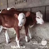قیمت خرید گوساله سیمینتال در همدان در گروه گاو و گوسفند و میش و بز کهره گوساله در یکمیوه